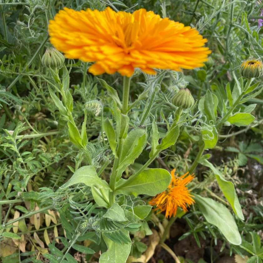 Ringelblume / Calendula officinalis