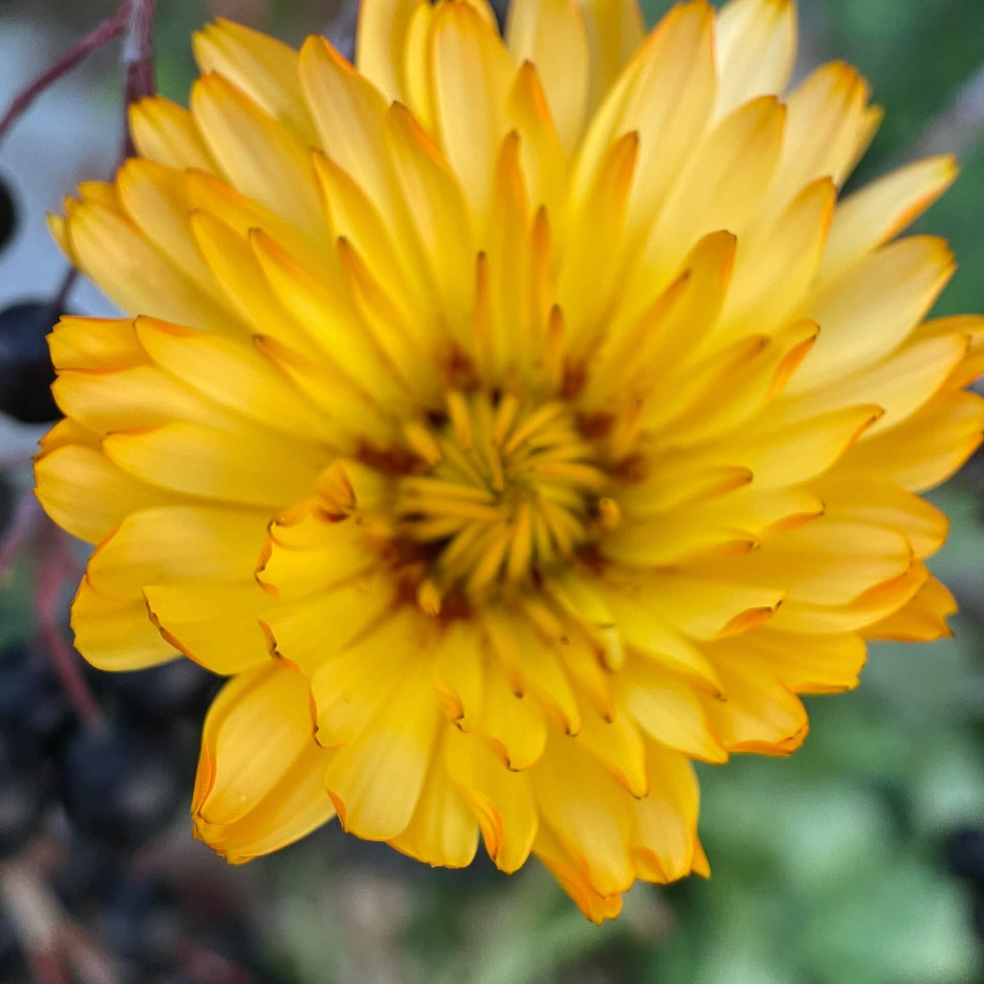 Ringelblume (Calendula officinalis)