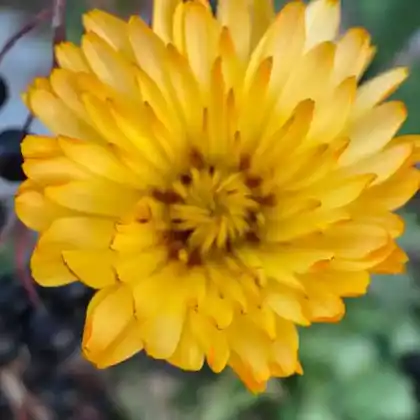 Foto von Ringelblume (Calendula officinalis)