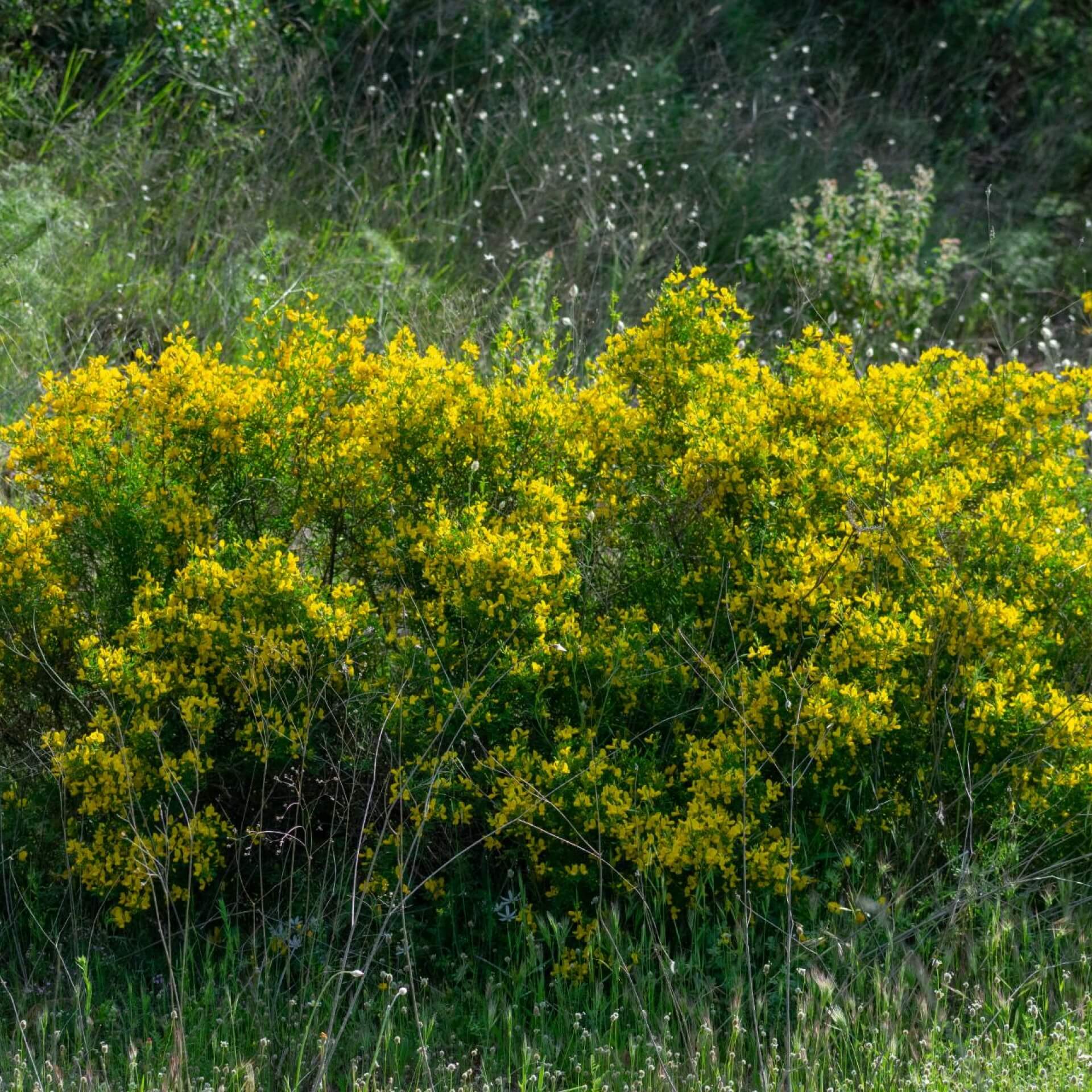 Stacheliger Dornginster (Calicotome spinosa)