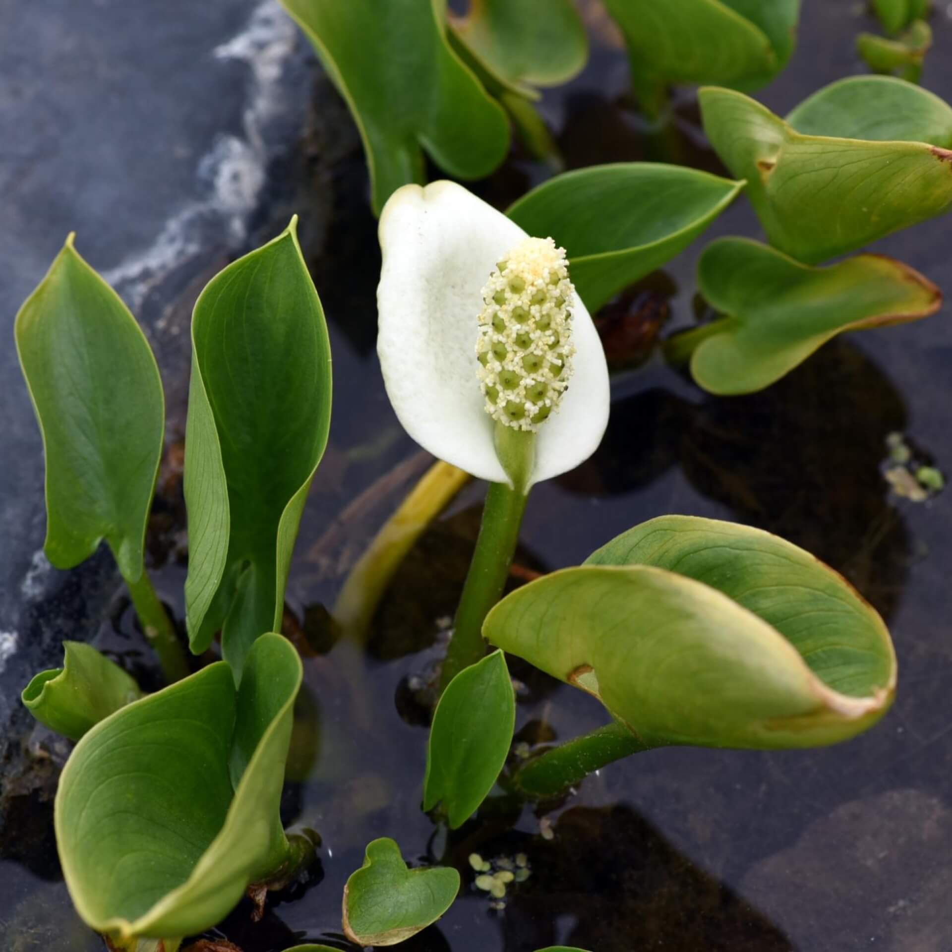 Sumpfkalla (Calla palustris)