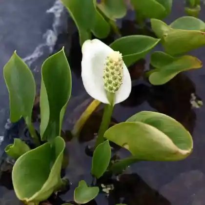 Foto von Sumpfkalla (Calla palustris)