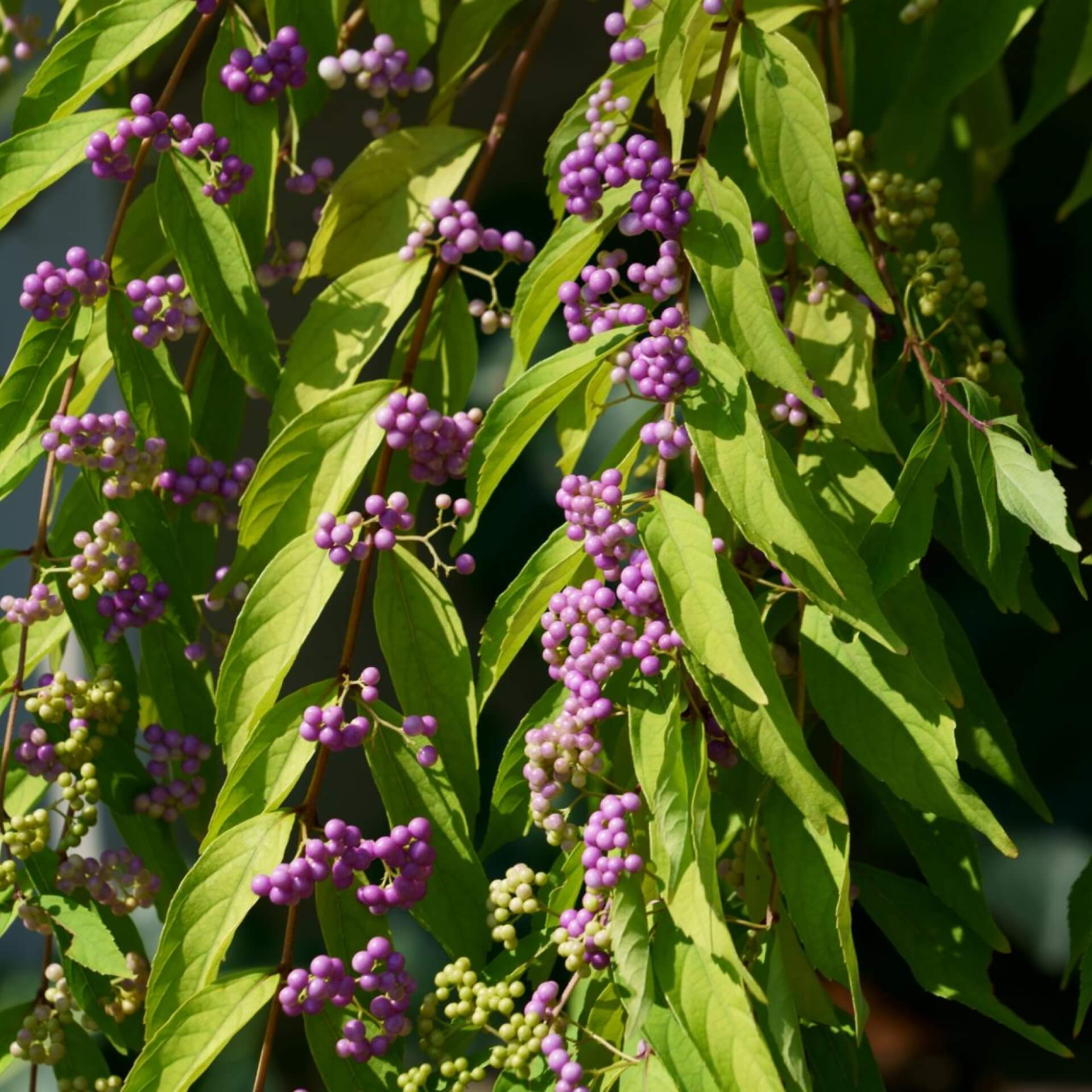 Purpur-Schönfrucht (Callicarpa dichotoma)