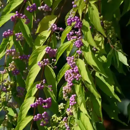 Foto von Purpur-Schönfrucht (Callicarpa dichotoma)