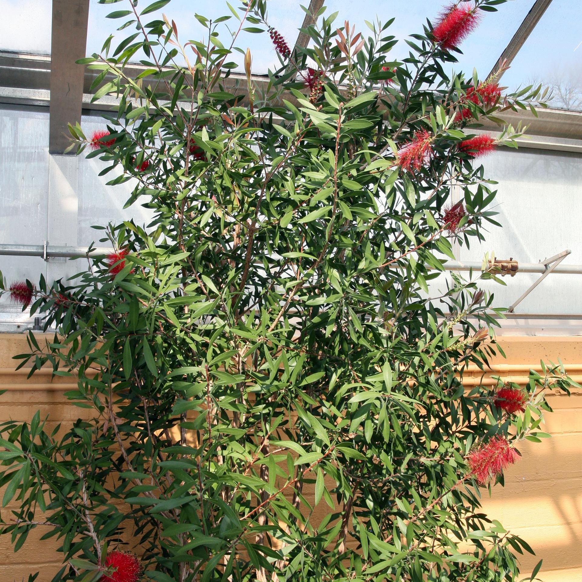 Karminroter Zylinderputzer (Callistemon citrinus)