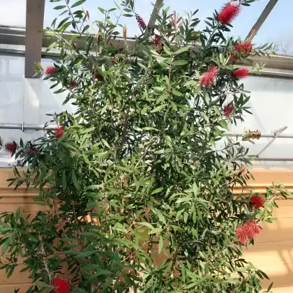 Foto von Karminroter Zylinderputzer (Callistemon citrinus)
