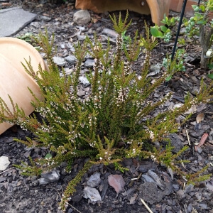 Calluna vulgaris
