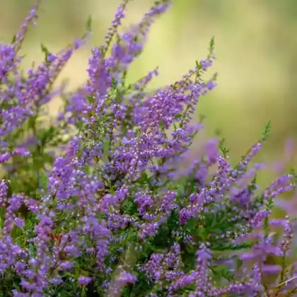 Foto von Besenheide (Calluna vulgaris)