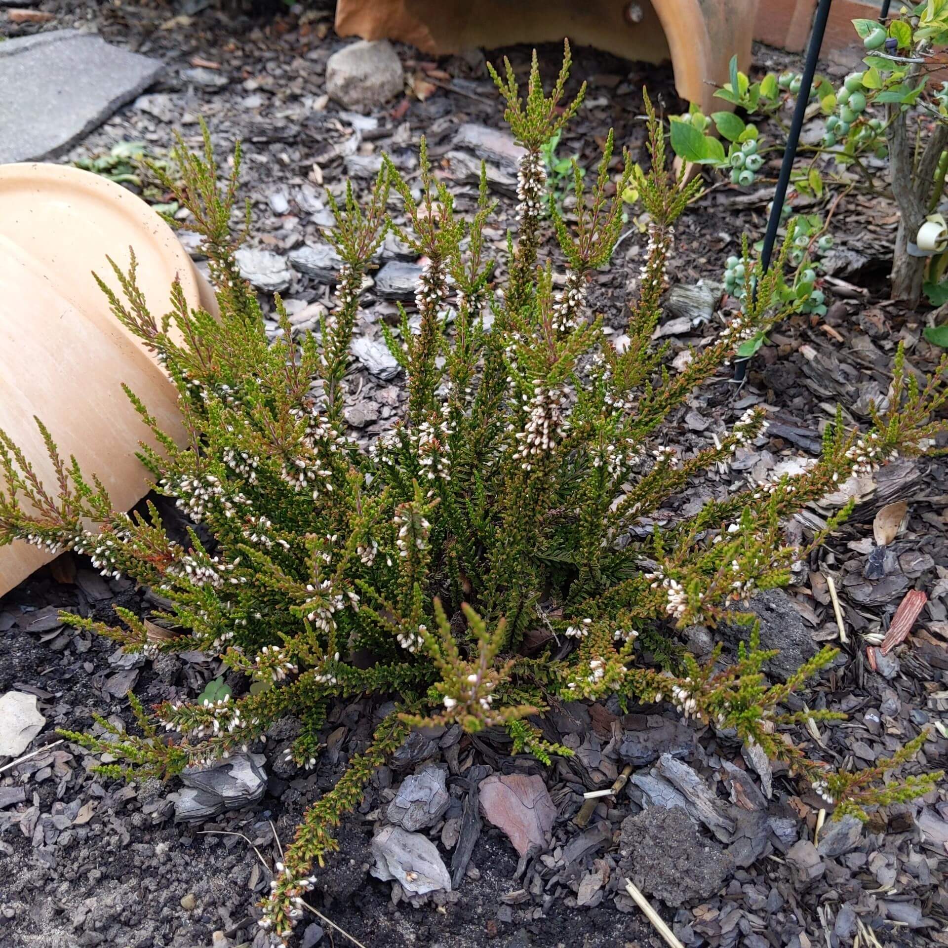 Besenheide (Calluna vulgaris)