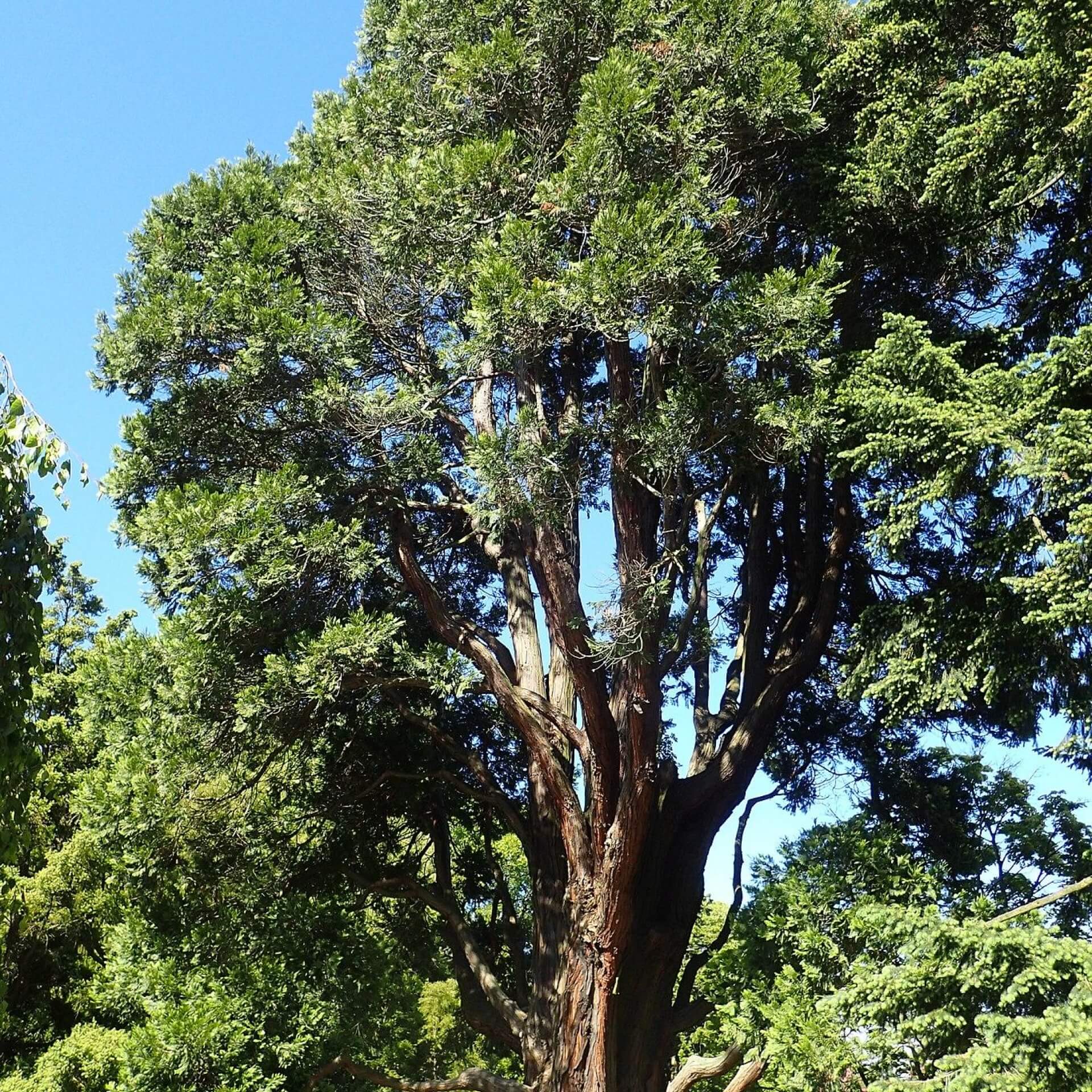 Rauchzypresse (Calocedrus decurrens)