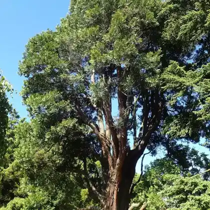 Foto von Rauchzypresse (Calocedrus decurrens)
