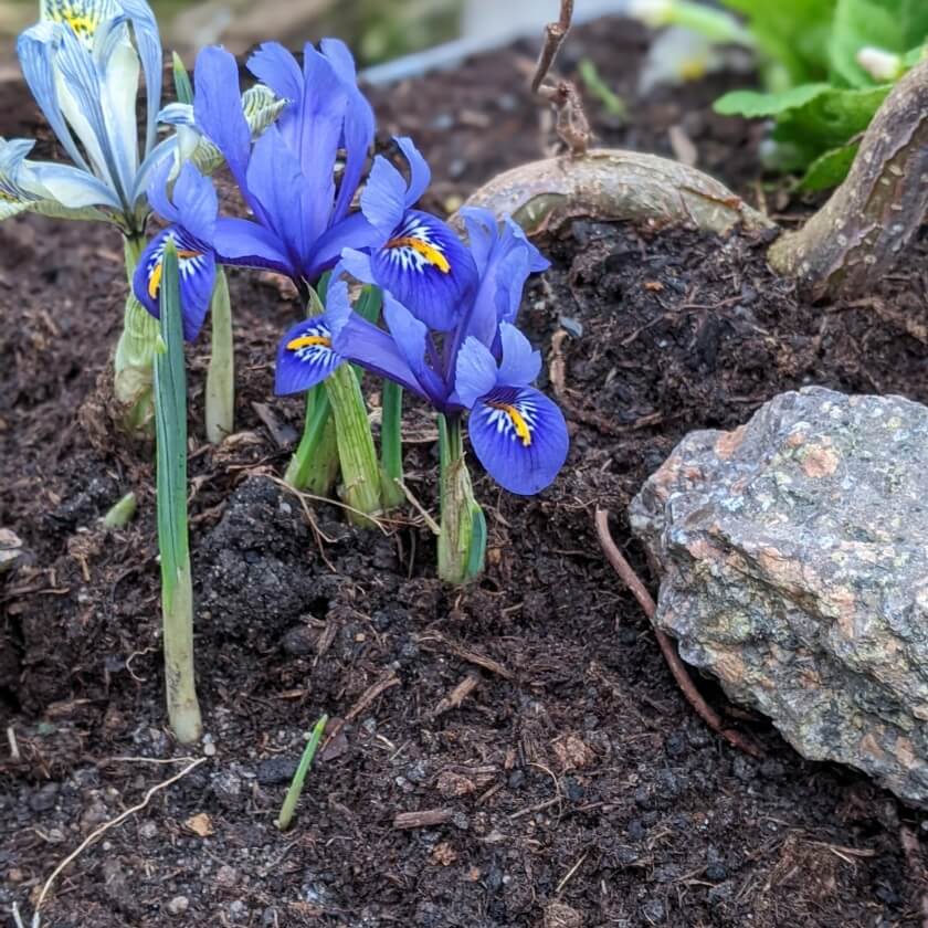 NetzblattIris 'Harmony' Expertenwissen für Garten & Balkon