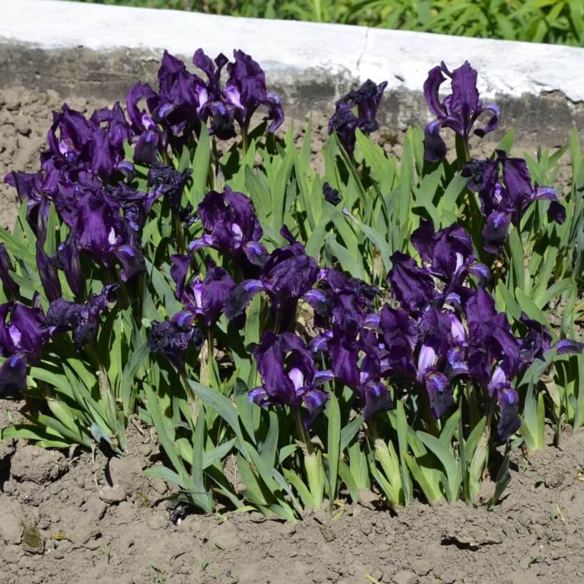 NetzblattIris 'Harmony' Expertenwissen für Garten & Balkon