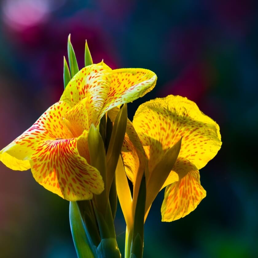 Indisches Blumenrohr Expertenwissen für Garten & Balkon