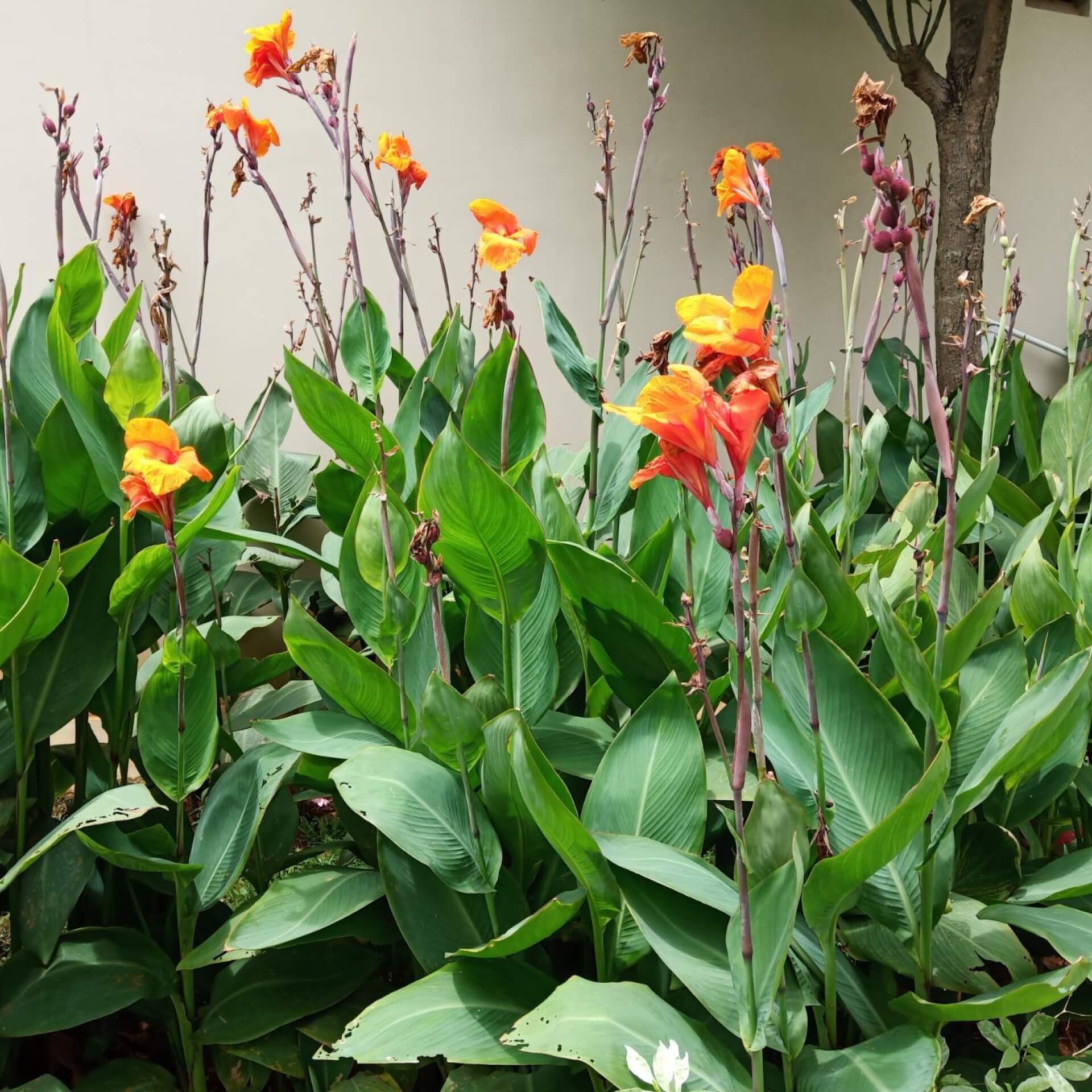Indisches Blumenrohr (Canna indica)