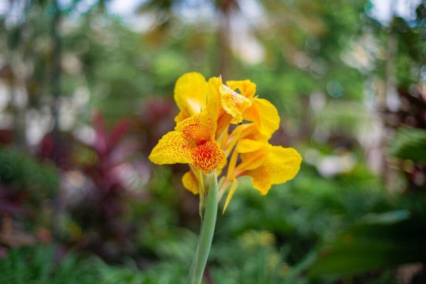 Indisches Blumenrohr Expertenwissen für Garten & Balkon