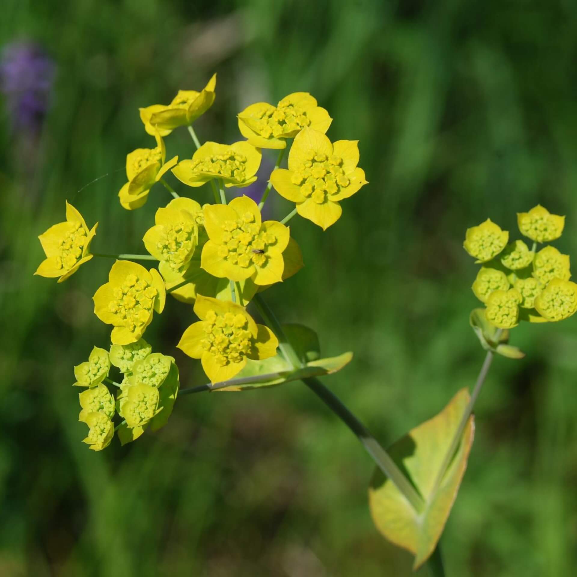 Langblättriges Hasenohr (Bupleurum longifolium)