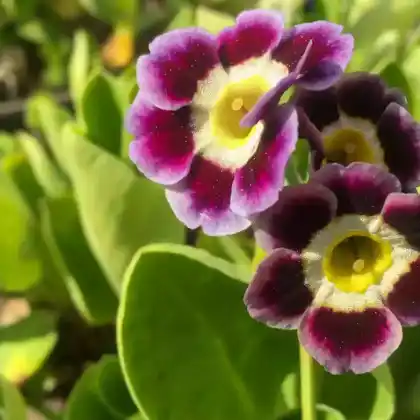 Foto von Bastard-Aurikel (Primula x pubescens)
