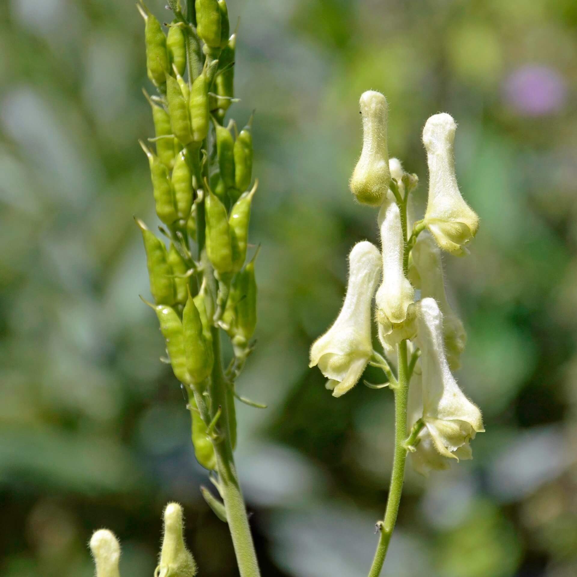 Gelber Eisenhut (Aconitum lamarckii)