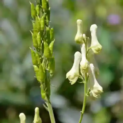 Foto von Gelber Eisenhut (Aconitum lamarckii)