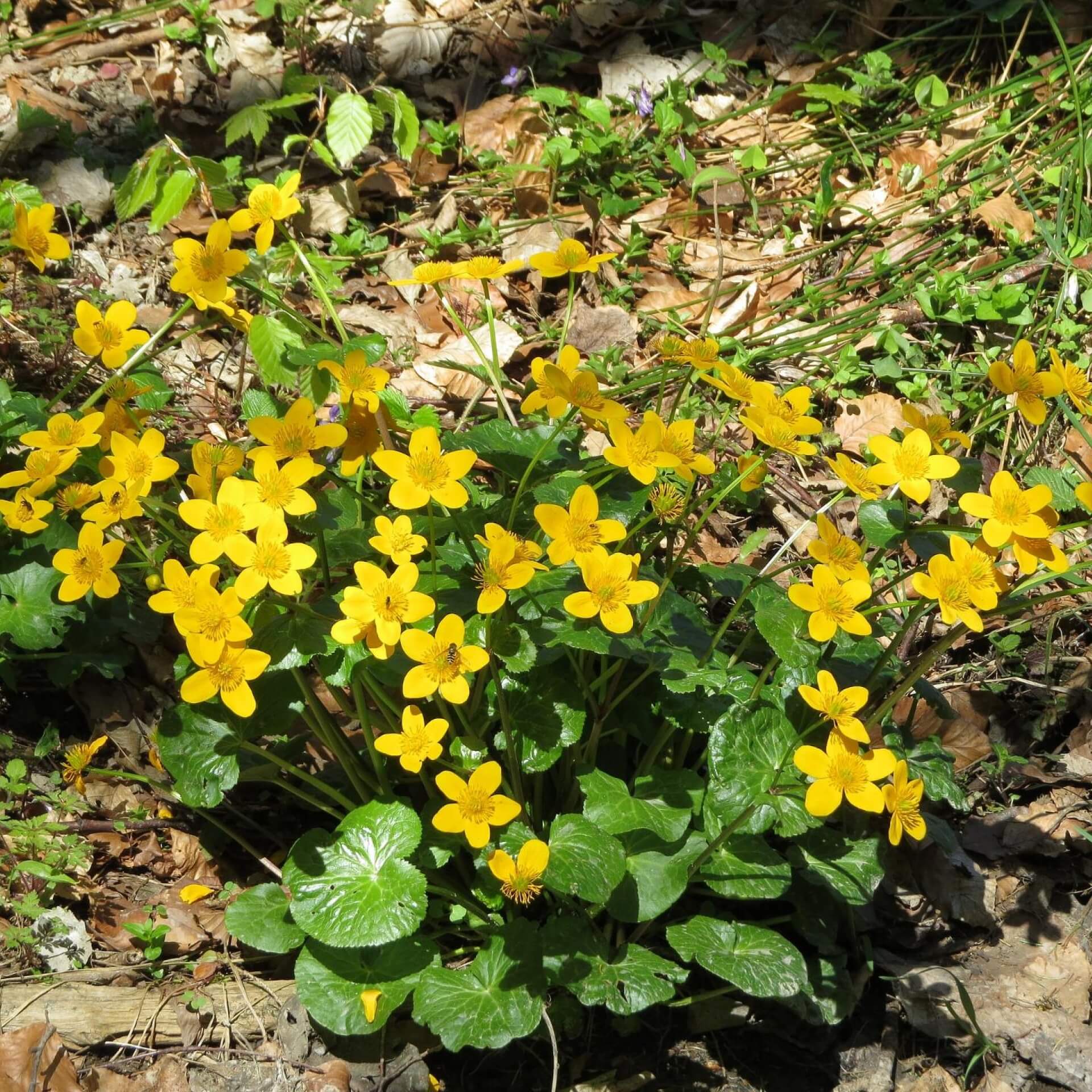 Sumpf-Dotterblume (Caltha palustris)