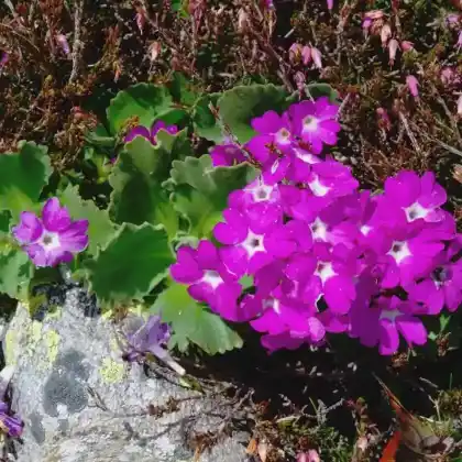 Foto von Behaarte Primel (Primula hirsuta)