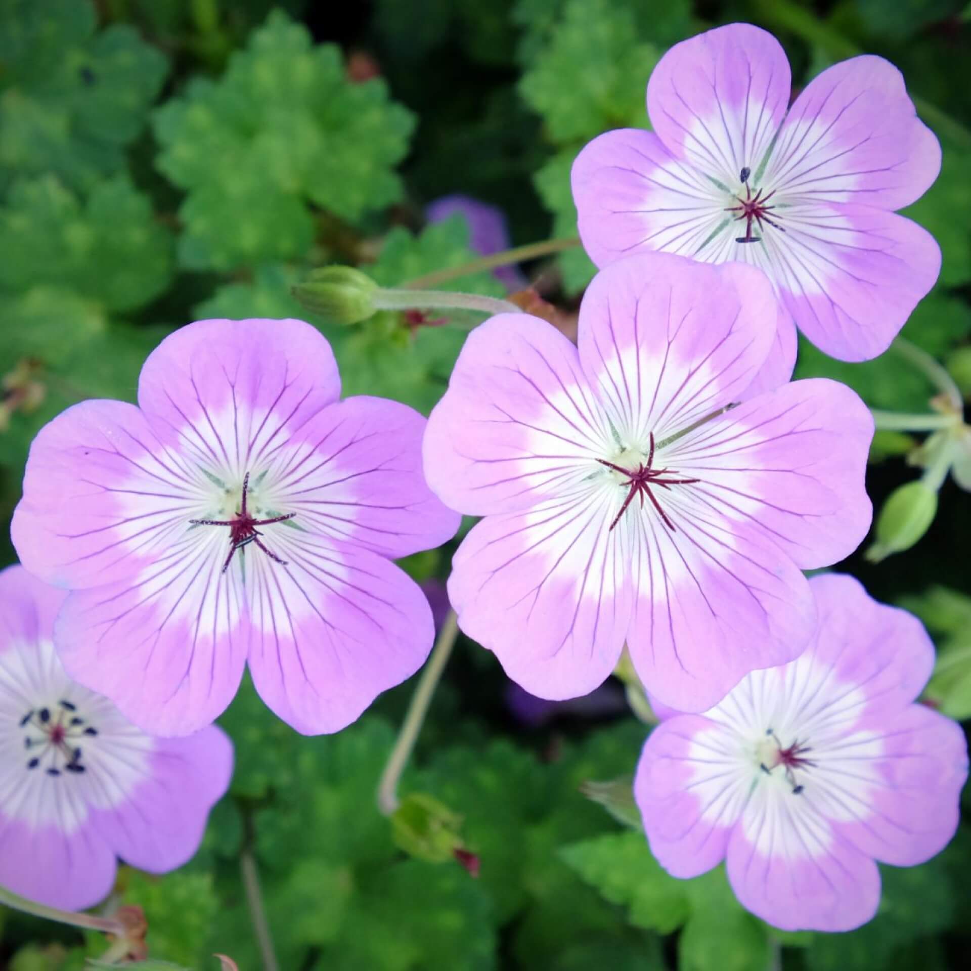 Wallichis Storchschnabel (Geranium wallichianum)