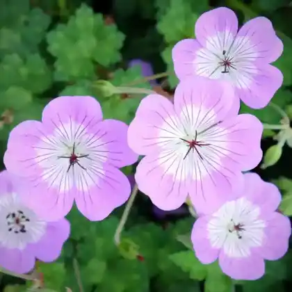 Foto von Wallichis Storchschnabel (Geranium wallichianum)