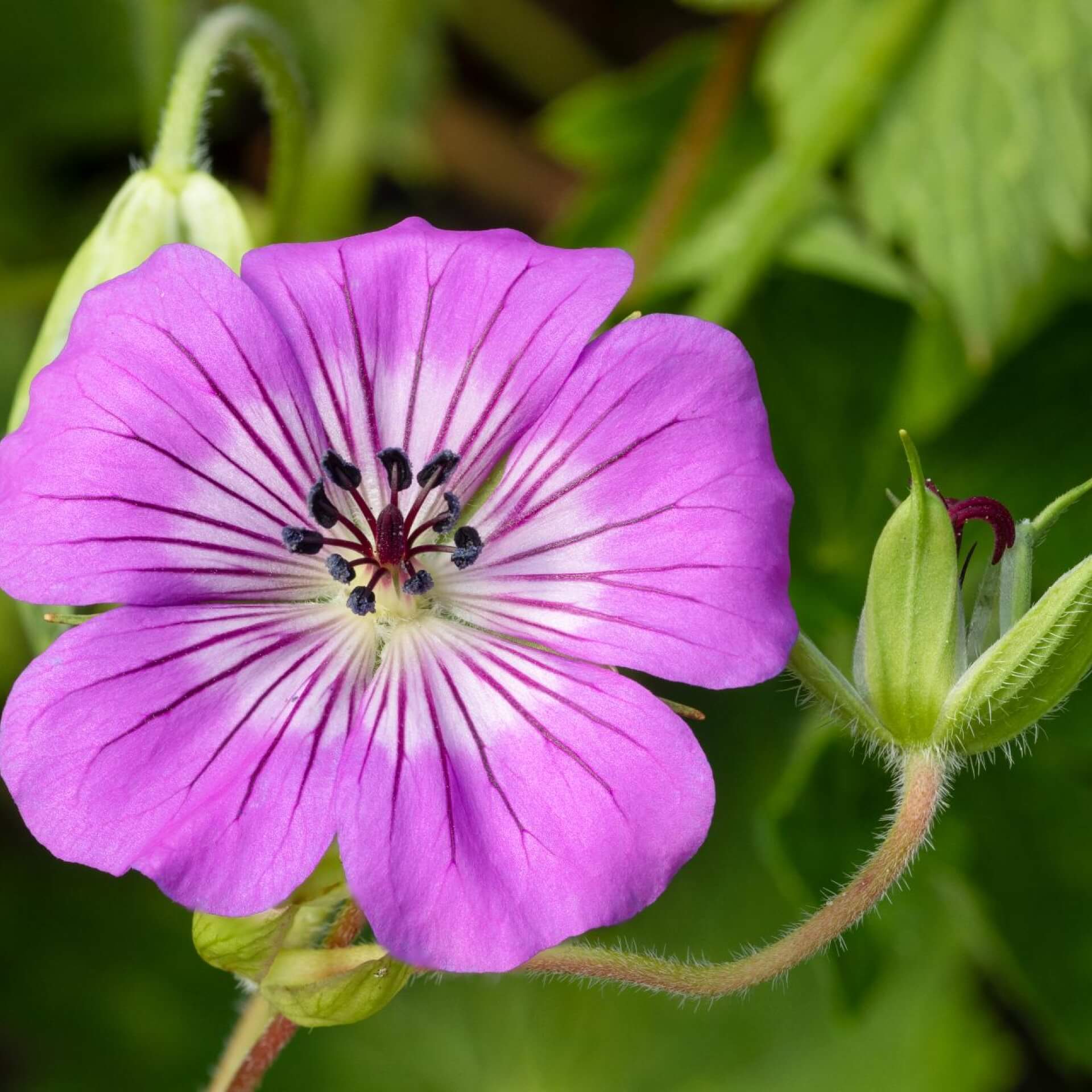 Storchschnabel 'All Summer Delight' (Geranium wallichianum 'All Summer Delight')