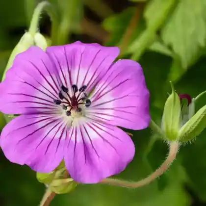 Foto von Storchschnabel 'All Summer Delight' (Geranium wallichianum 'All Summer Delight')