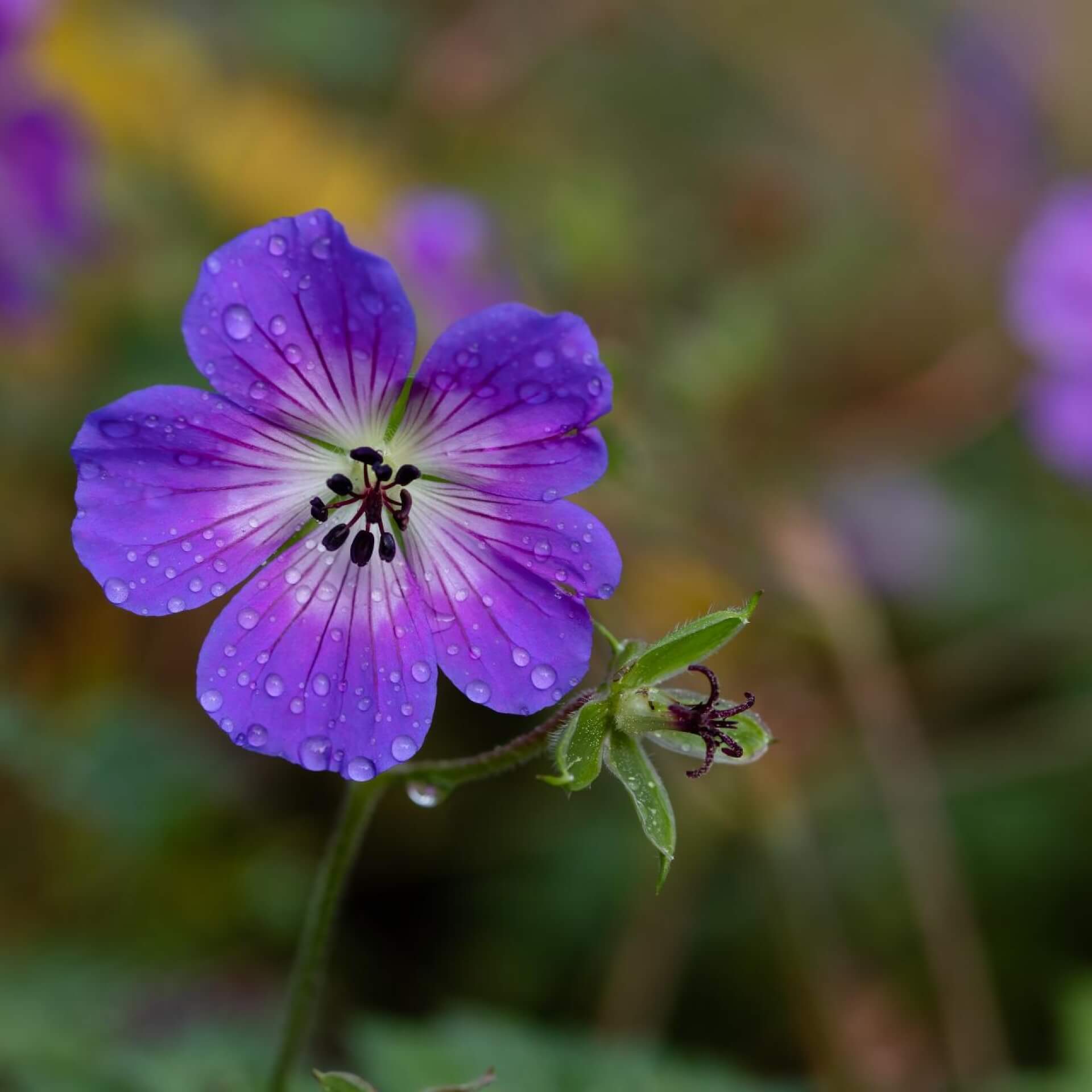 Storchschnabel 'Rise and Shine' (Geranium wallichianum 'Rise and Shine')