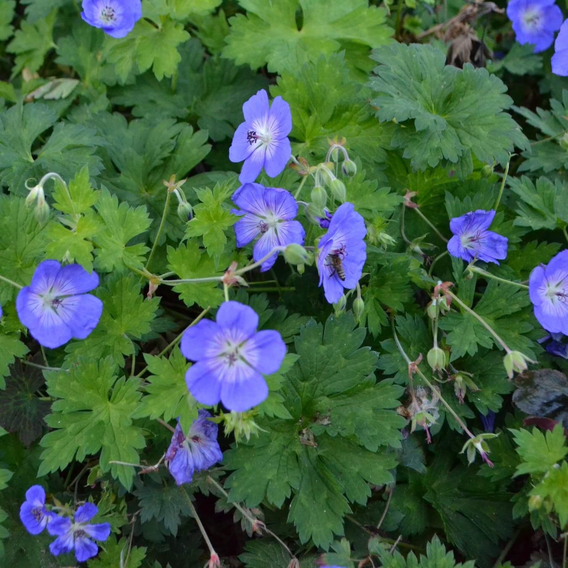 Storchschnabel 'Buxton's Blue' (Geranium wallichianum 'Buxton's Blue')