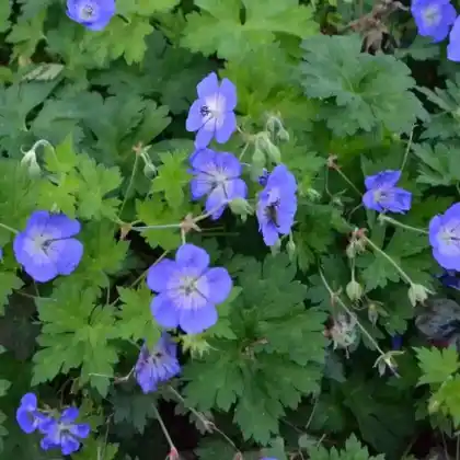 Foto von Storchschnabel 'Buxton's Blue' (Geranium wallichianum 'Buxton's Blue')