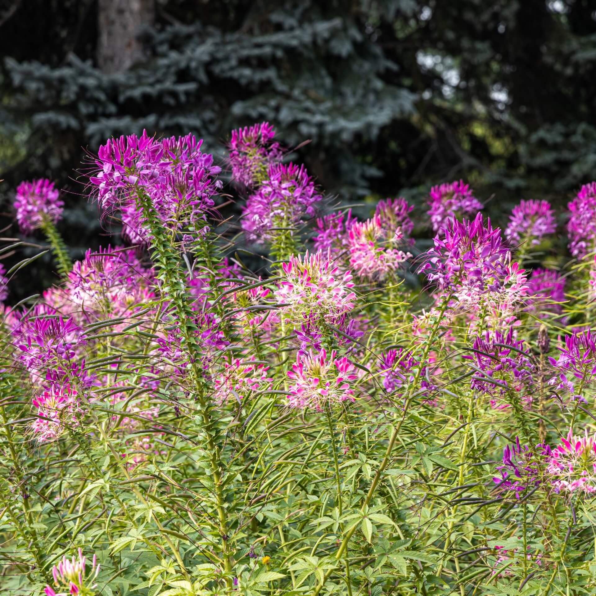 Spinnenblume (Cleome spinosa)