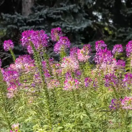 Foto von Spinnenblume (Cleome spinosa)
