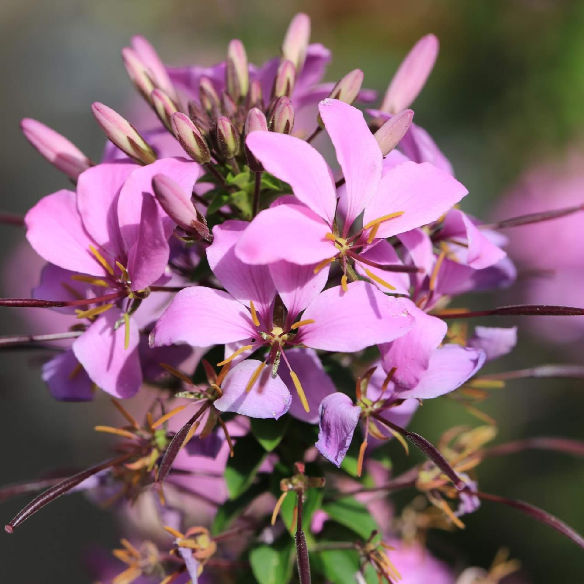 Spinnenblume 'Senorita Rosalita' (Cleome spinosa 'Senorita Rosalita')