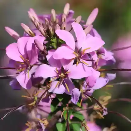Foto von Spinnenblume 'Senorita Rosalita' (Cleome spinosa 'Senorita Rosalita')