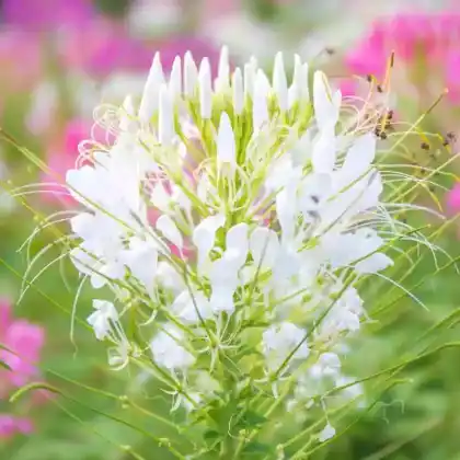 Foto von Spinnenblume 'Senorita Blanca' (Cleome spinosa 'Senorita Blanca')