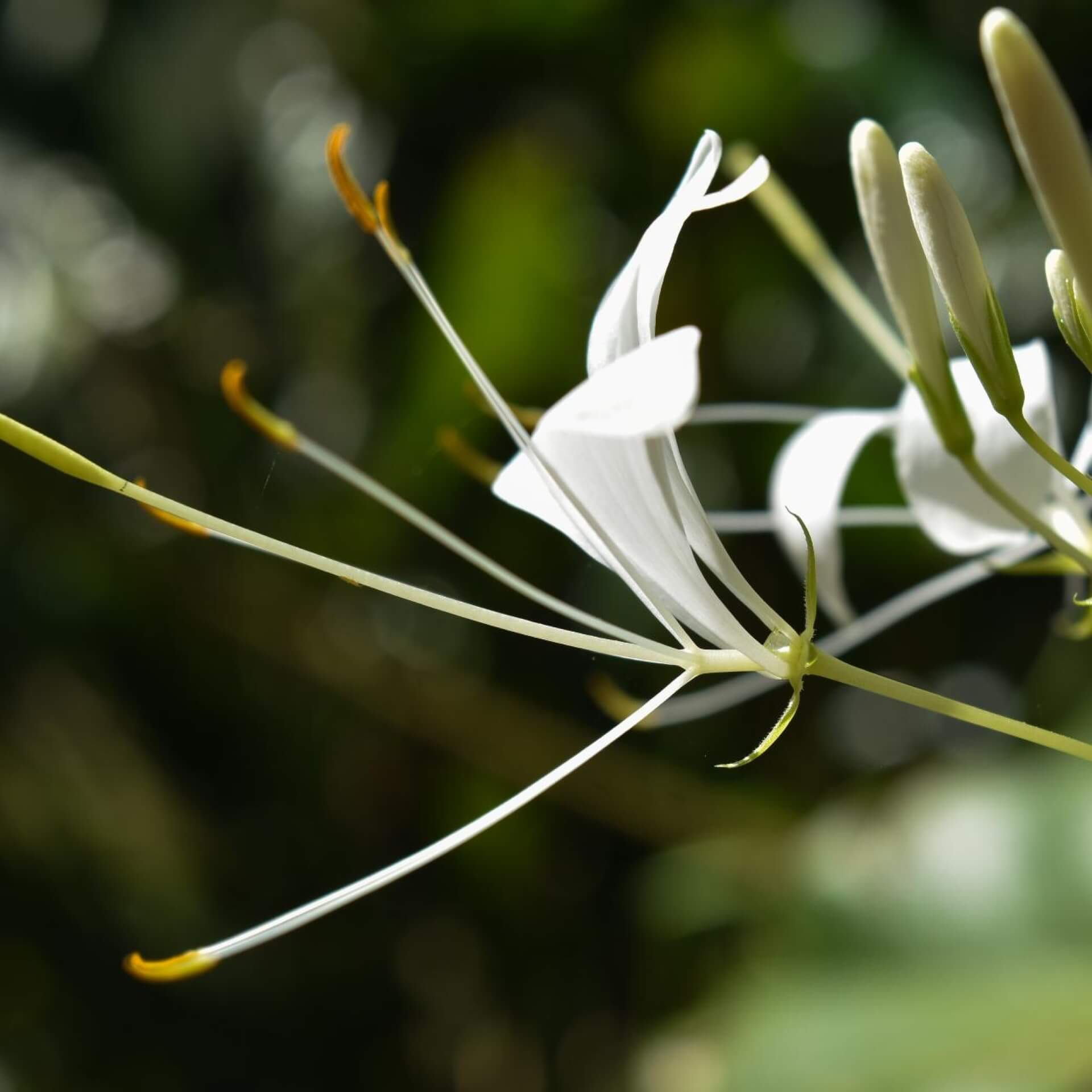 Spinnenblume 'Helen Campbell' (Cleome spinosa 'Helen Campbell')