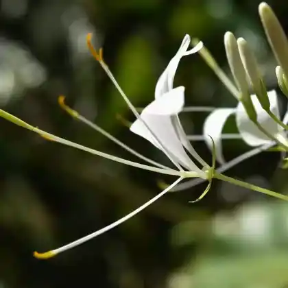 Foto von Spinnenblume 'Helen Campbell' (Cleome spinosa 'Helen Campbell')