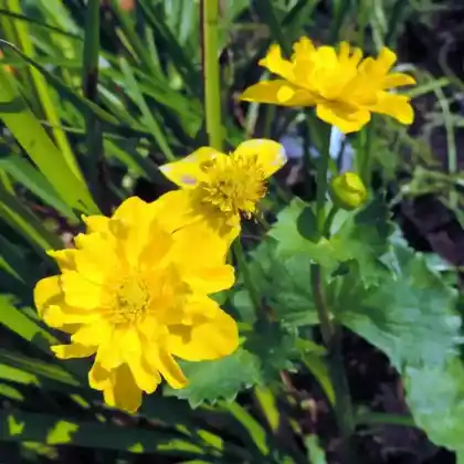 Foto von Sumpf-Dotterblume 'Multiplex' (Caltha palustris 'Multiplex')
