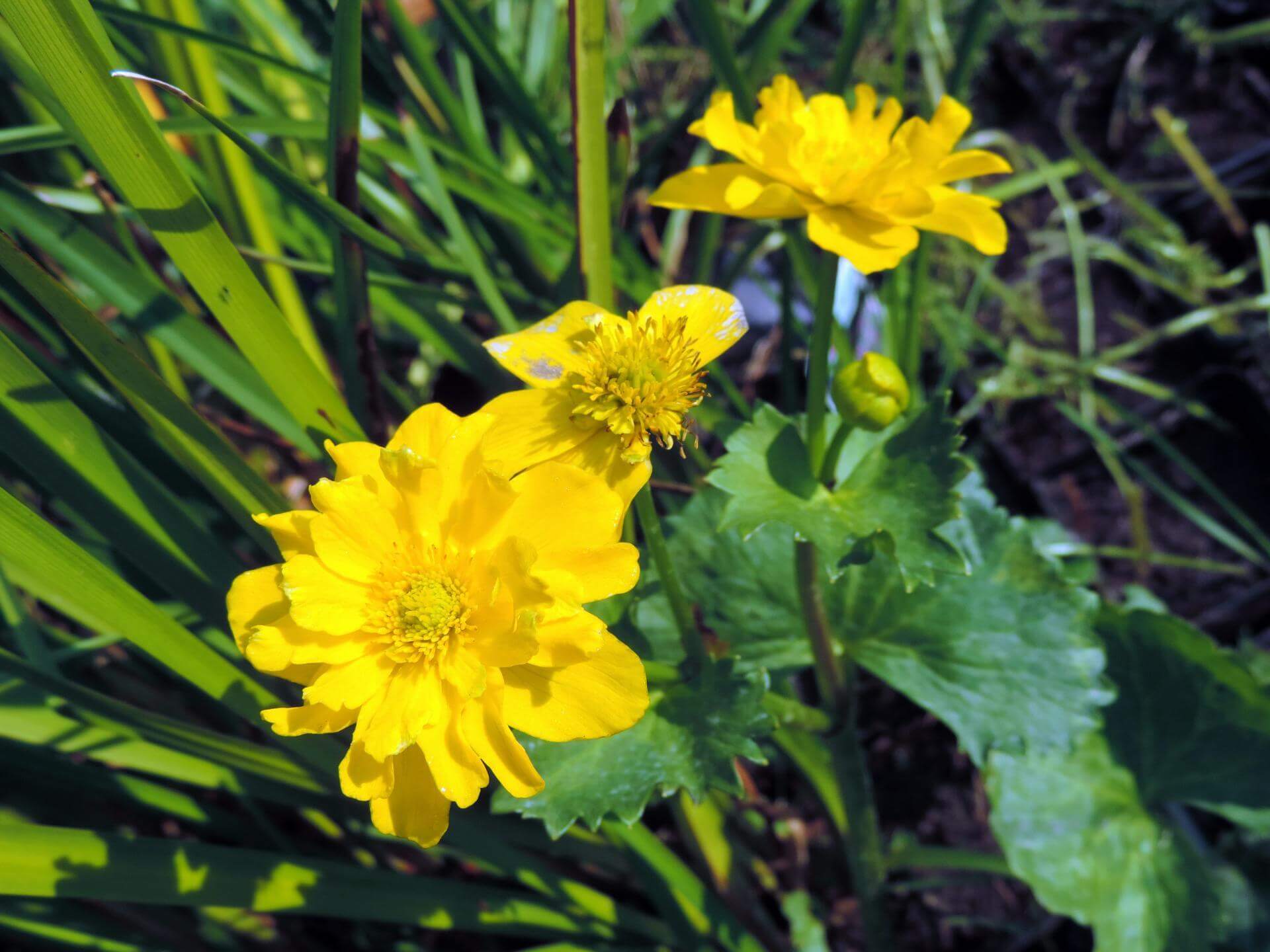 SumpfDotterblume 'Multiplex' / Caltha palustris 'Multiplex'