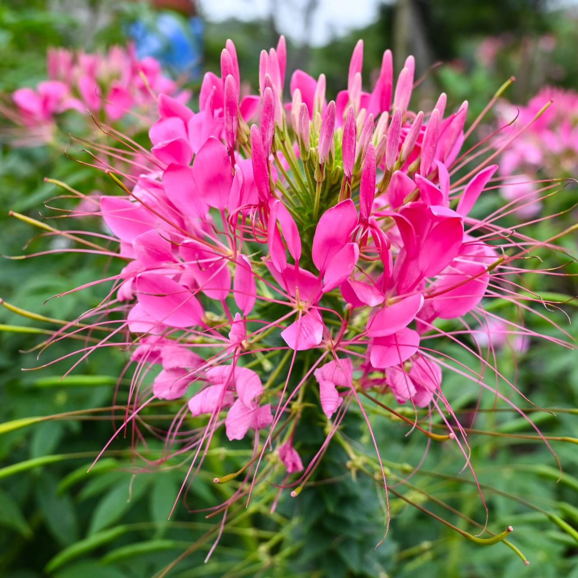 Spinnenblume 'Kirschkönigin' (Cleome spinosa 'Kirschkönigin')