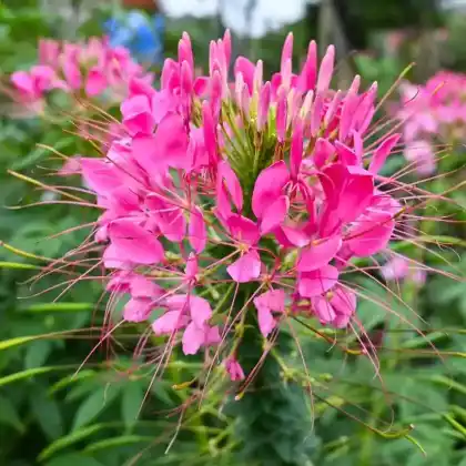 Foto von Spinnenblume 'Kirschkönigin' (Cleome spinosa 'Kirschkönigin')
