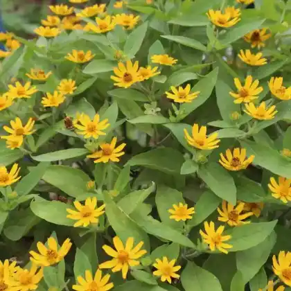 Foto von Sterntaler (Melampodium paludosum)
