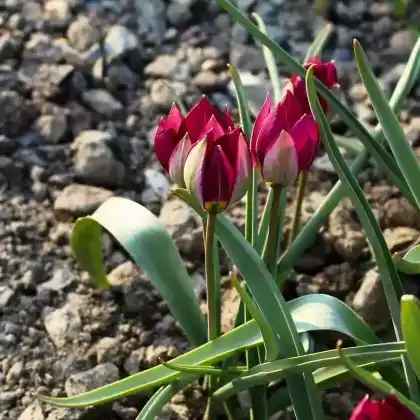Foto von Zwerg-Tulpe 'Persian Pearl' (Tulipa humilis 'Persian Pearl')