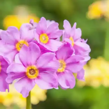 Foto von Terrakotta Etagen-Primel (Primula x bullesiana)