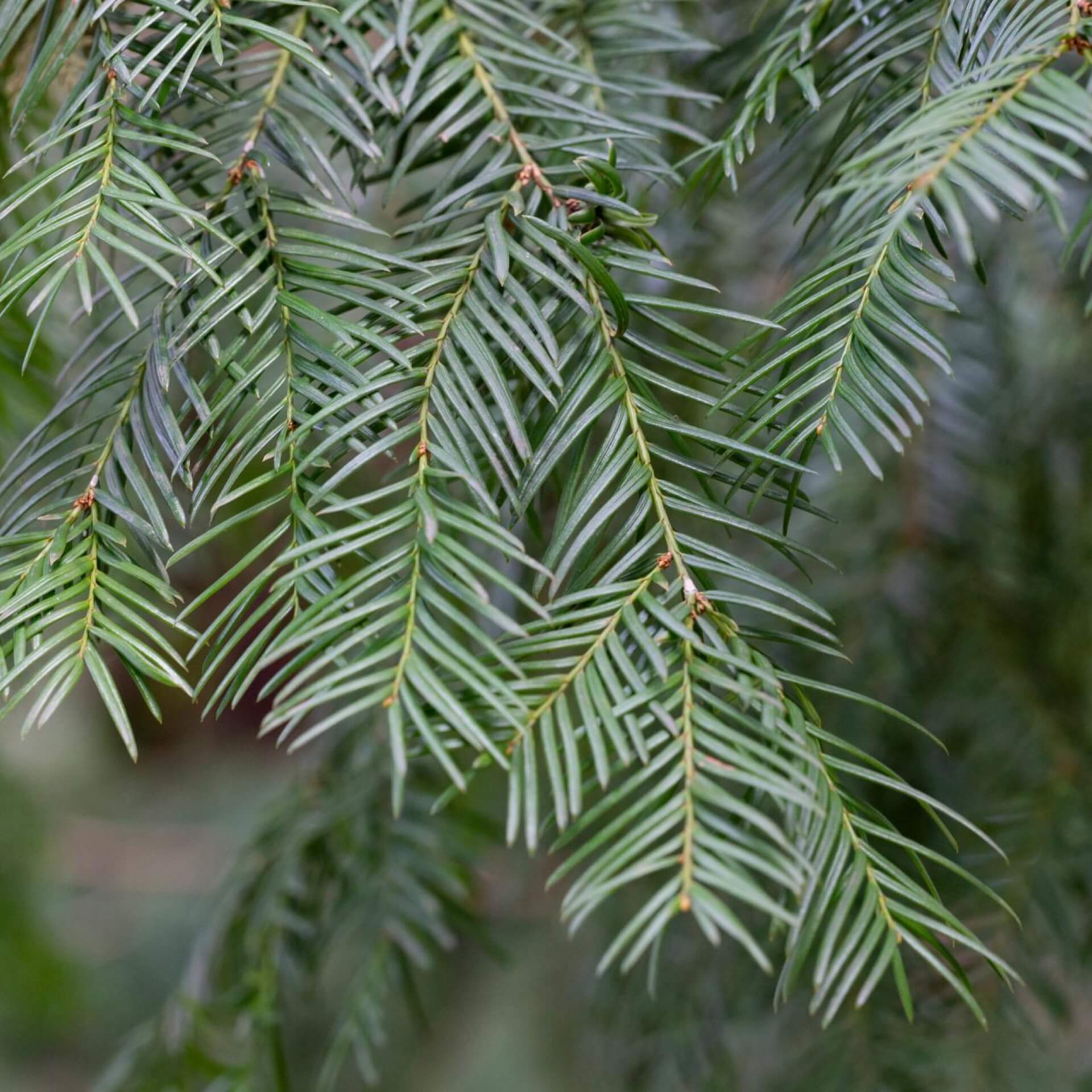 Fortunes Kopfeibe (Cephalotaxus fortunei)