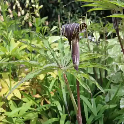Foto von Chinesische Kobralilie (Arisaema consanguineum)
