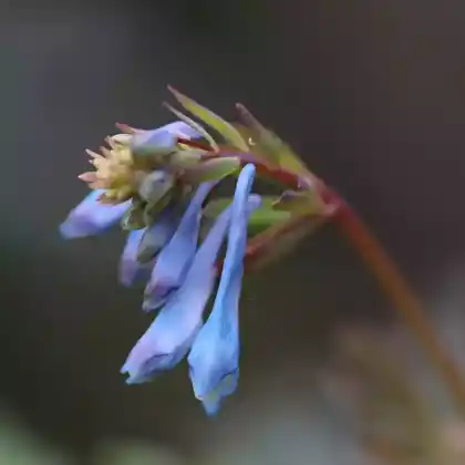 Foto von China-Lerchensporn (Corydalis flexuosa)